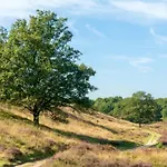 Veluwe - Green Finnish Lodge At De Ijsvogel - Swimming Pools, Sauna, Sports, Kids Fun, Restaurants, Forest, And Heath 别墅