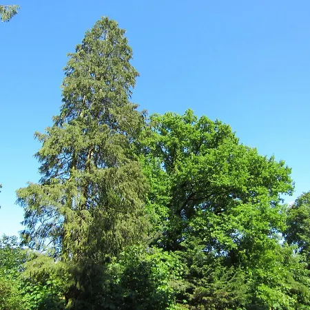 Veluwe - Green Finnish Lodge At De Ijsvogel - Swimming Pools, Sauna, Sports, Kids Fun, Restaurants, Forest, And Heath